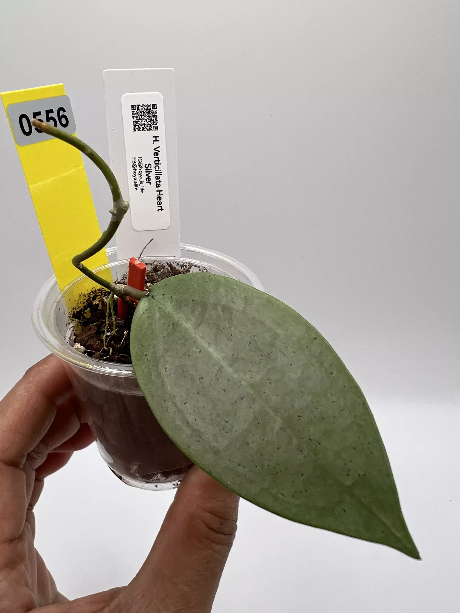 plant/Verticillata heart silver-0