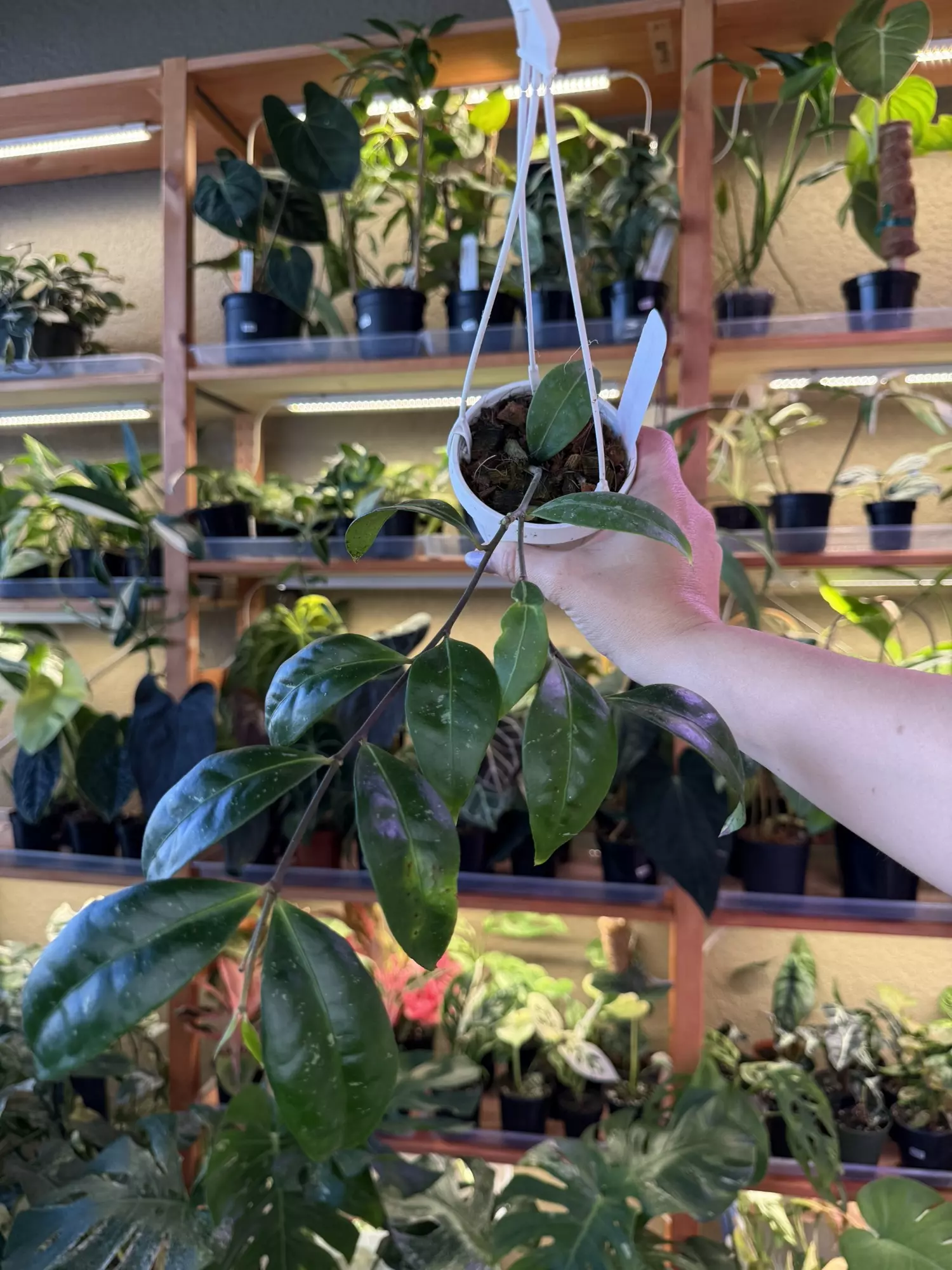 plant/Hoya amicabilis-0