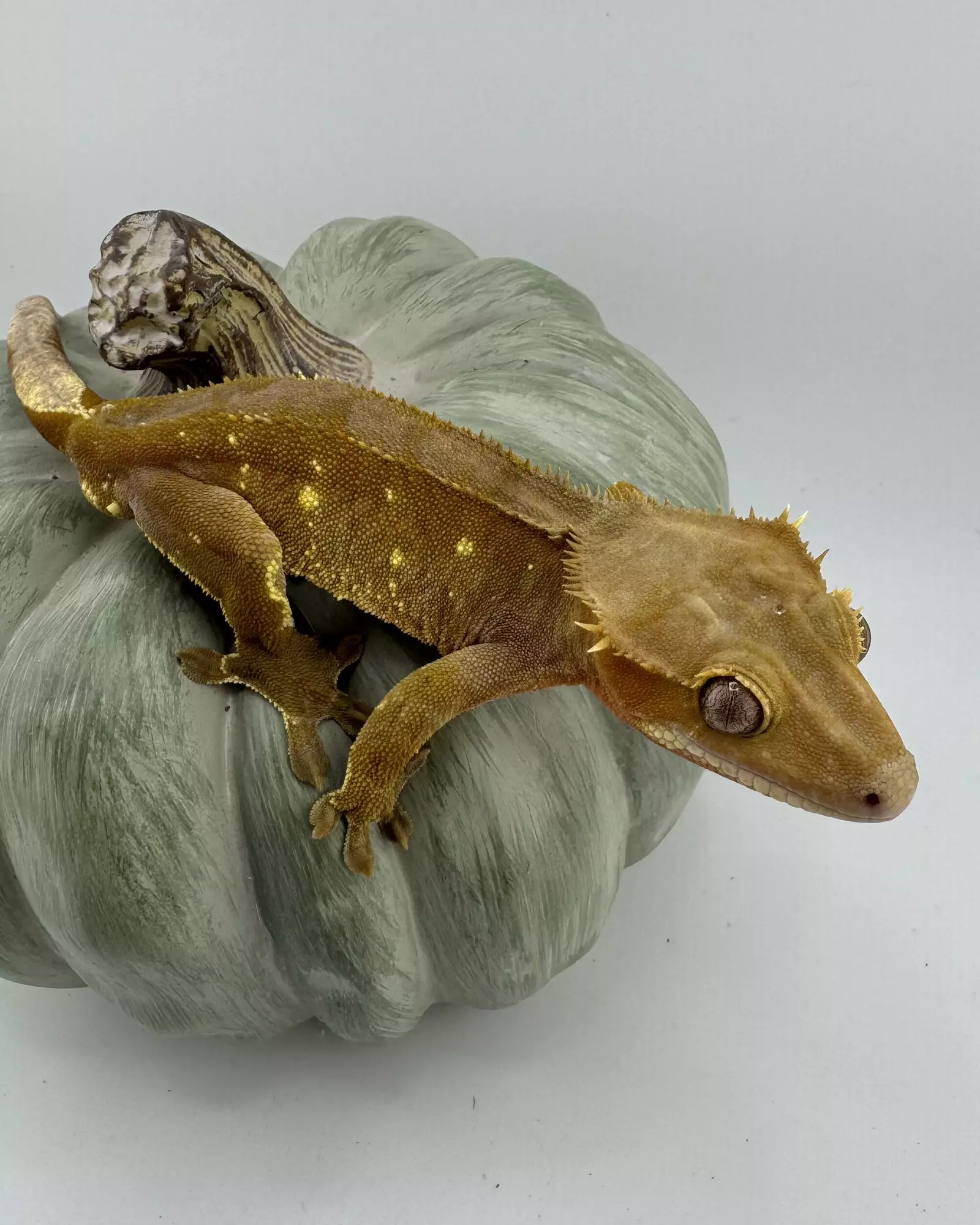 plant/Red Phantom Porthole Pair-0