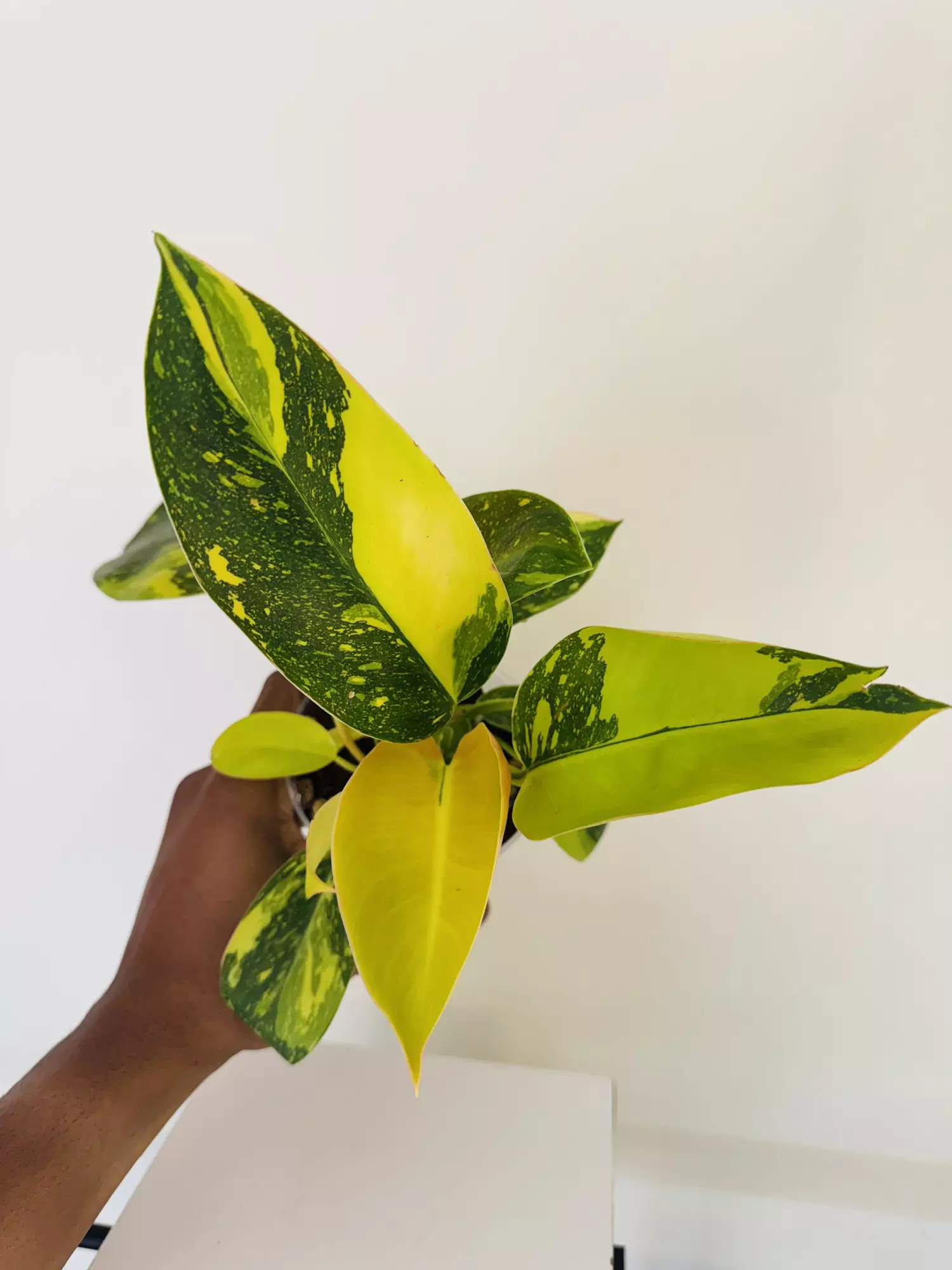 Philodendron Green Congo ‘Copper Flame’ (4inch)