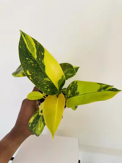 plant/Philodendron Green Congo ‘Copper Flame’ (4inch)-0-thumbnail