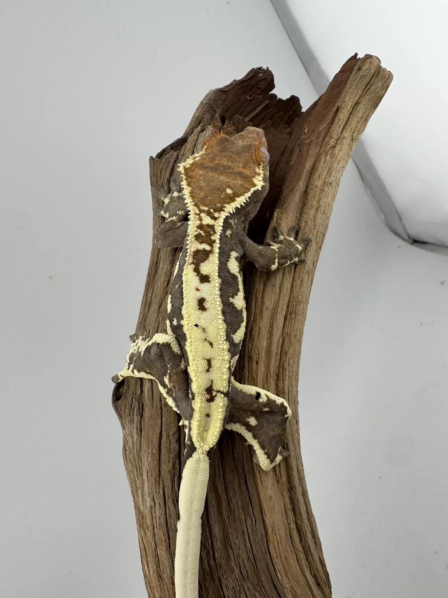 plant/AJD Frappuccino female & Mile High Tri color Male-0