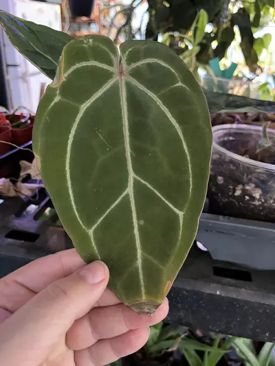 plant/Anthurium Doriyaki/Bessese Aff x Tezula Red Crystal-0-thumbnail