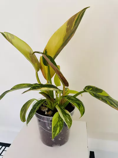 plant/Philodendron Green Congo ‘Copper Flame’ (4inch)-4-thumbnail