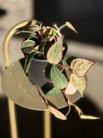 plant/Pink Mint Mican-0-thumbnail