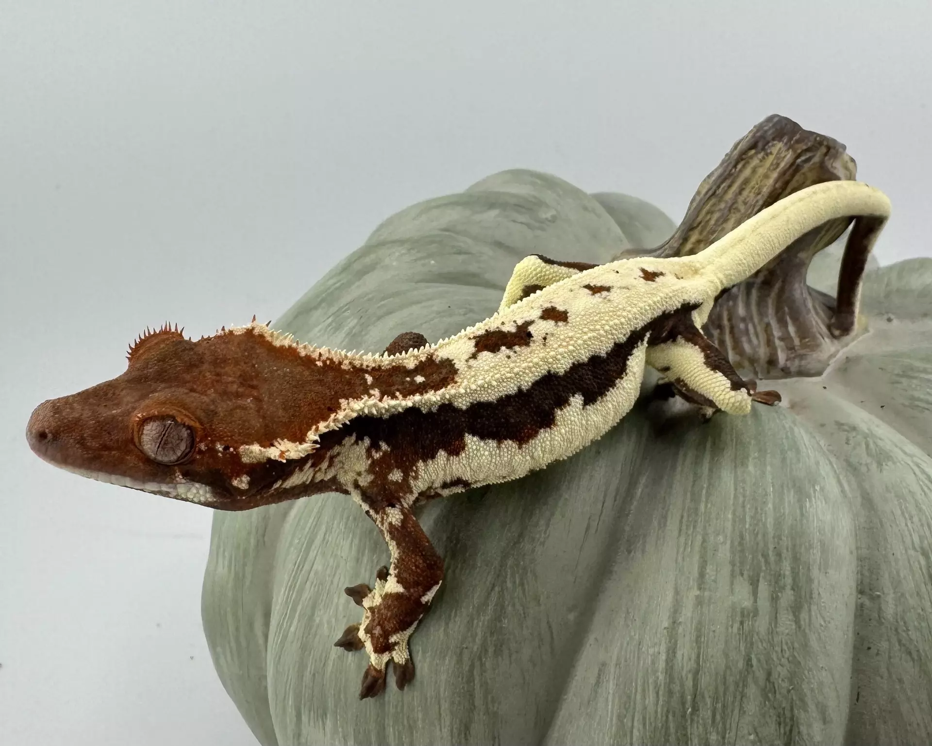 plant/AJD Frappuccino and AJD/Emily Burke tricolor-4