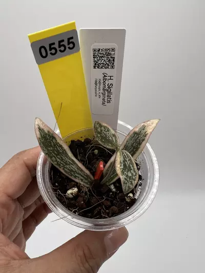 plant/🦄Sigilatis albo-0-thumbnail