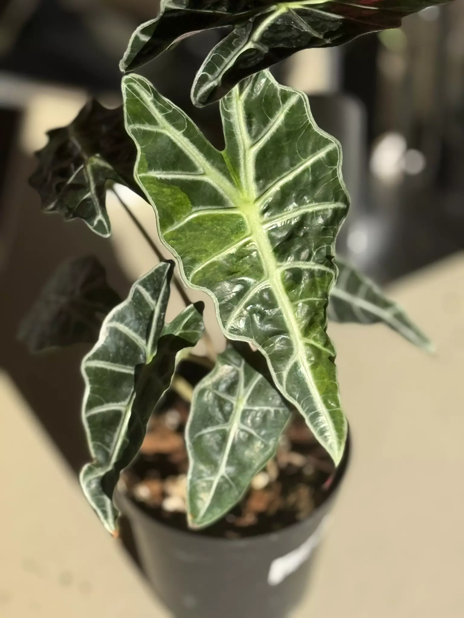 plant/Amazonica Aurea Splash-0