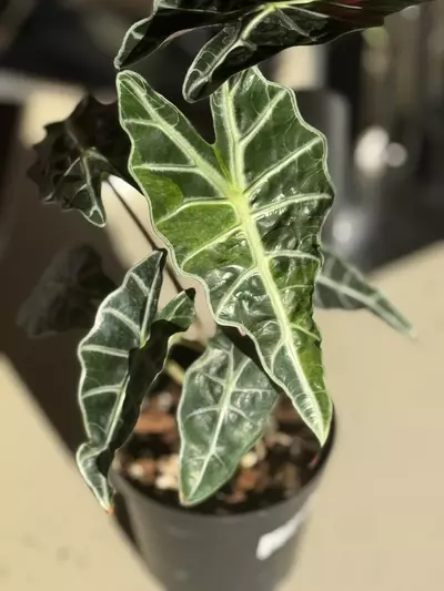 plant/Amazonica Aurea Splash-0-thumbnail