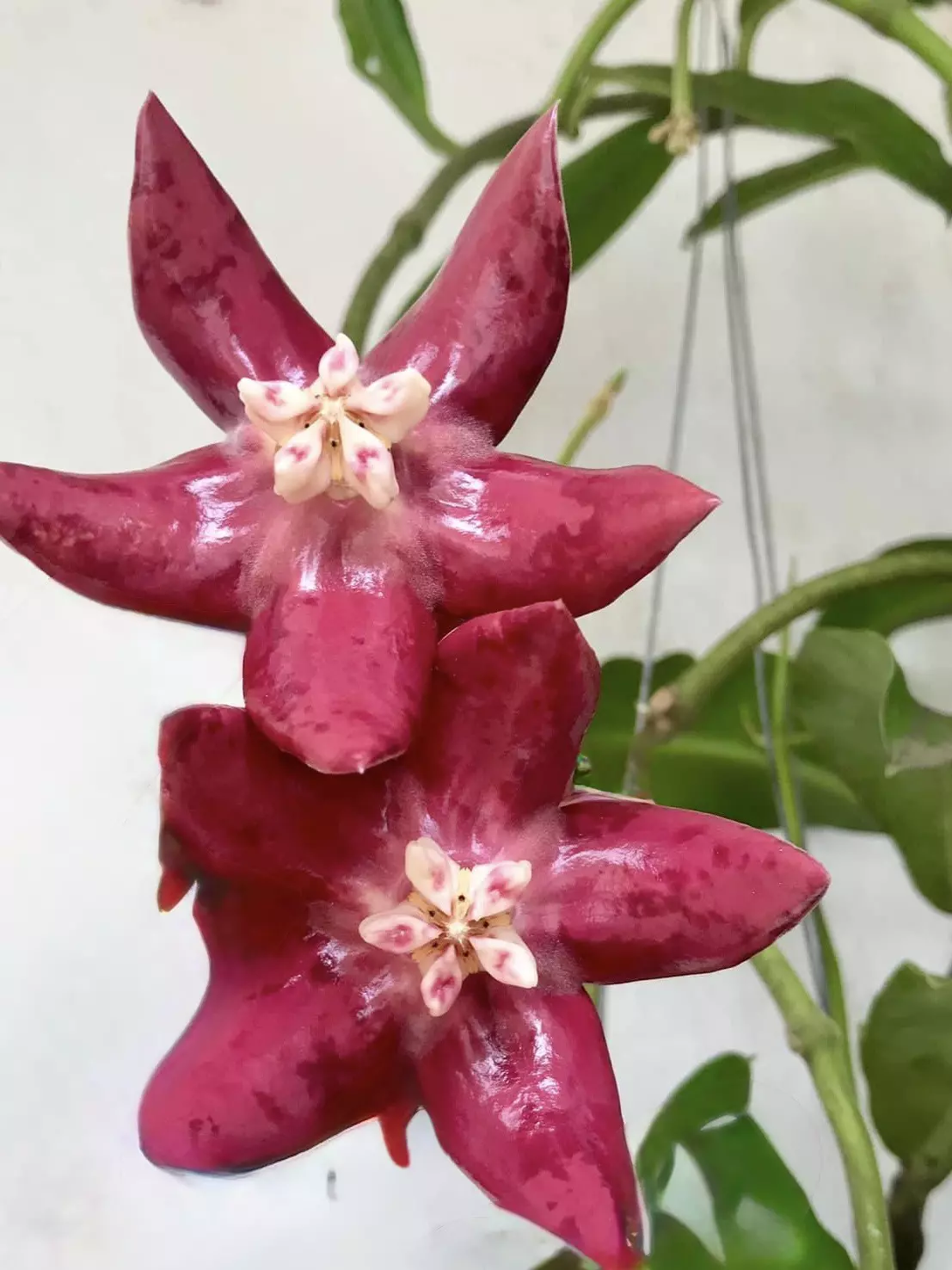 plant/Hoya imperialis ( red flower )-1