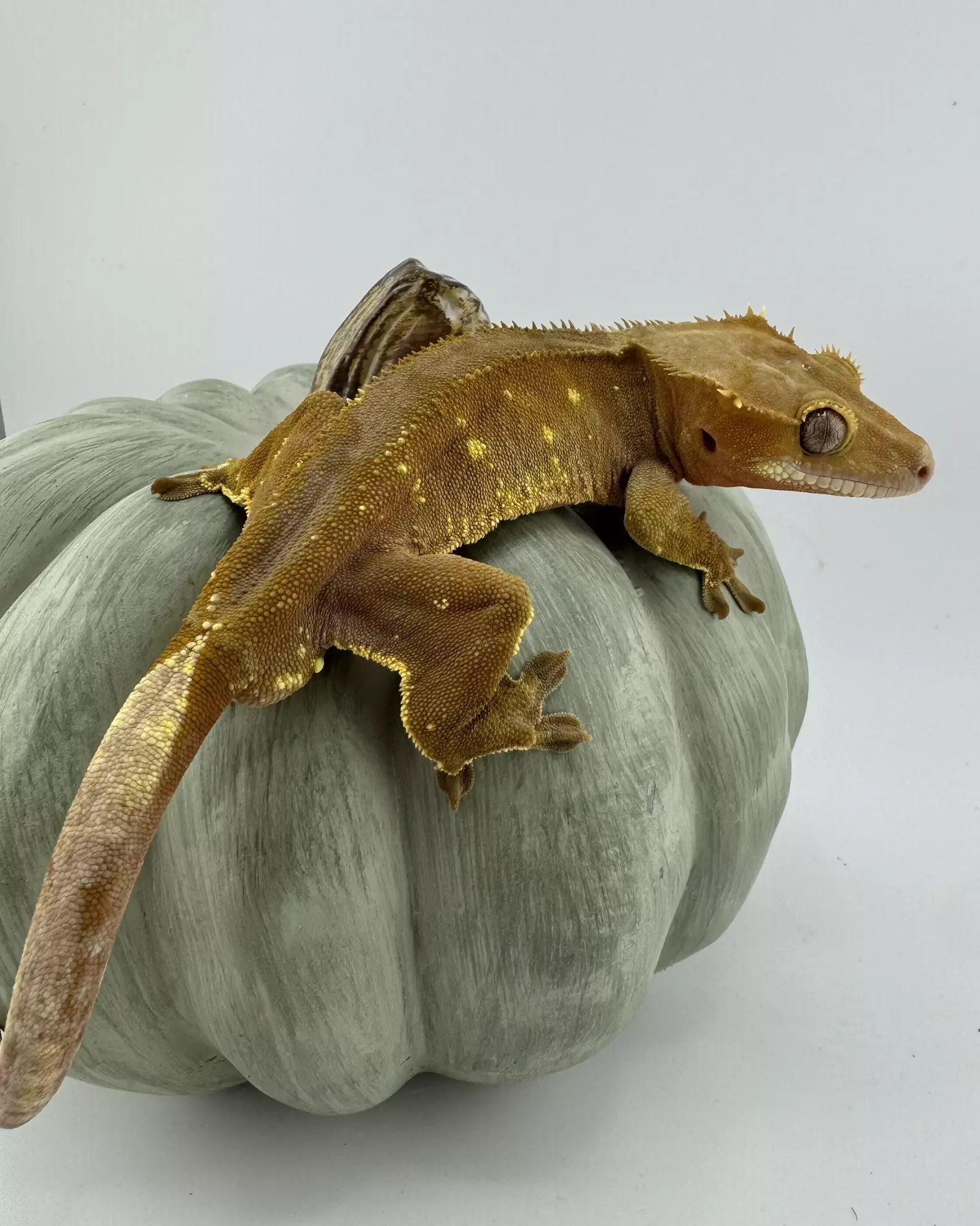 plant/Red Phantom Porthole Pair-1