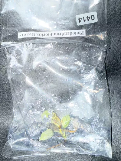 plant/414 Philodendron FLOB-0-thumbnail