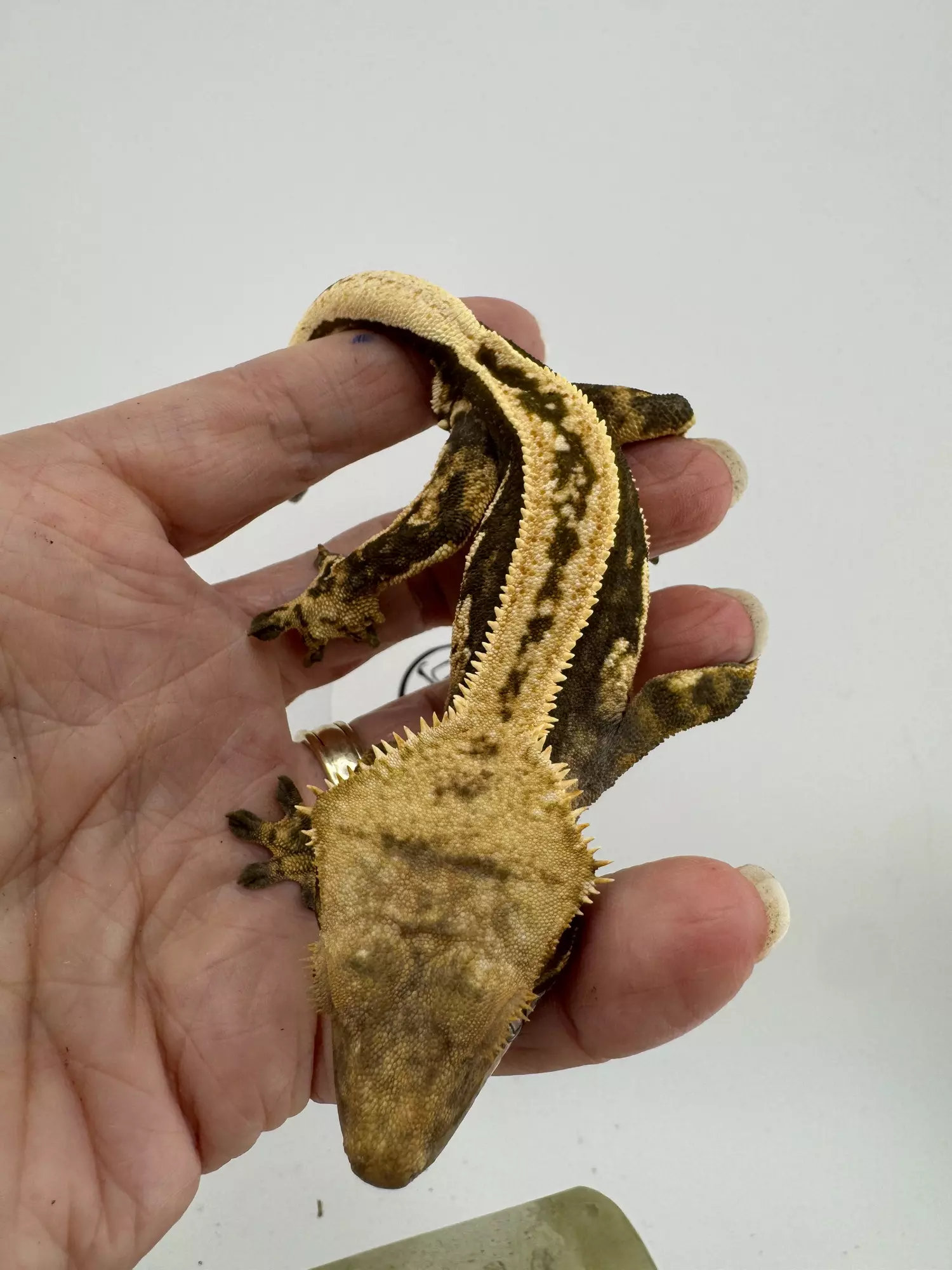 plant/Soft Scale Empty Back Pair-2