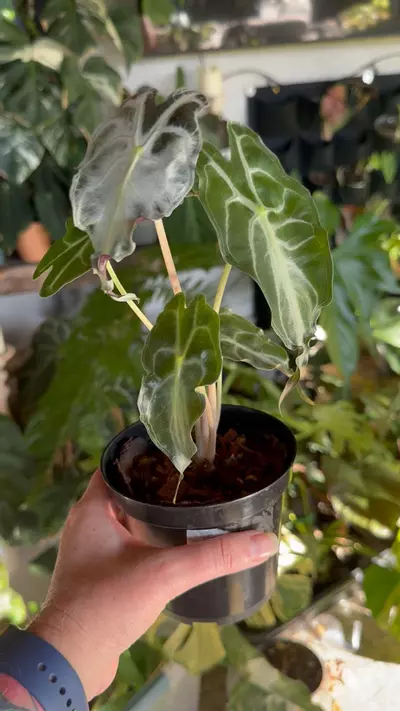 plant/Venom-1-thumbnail