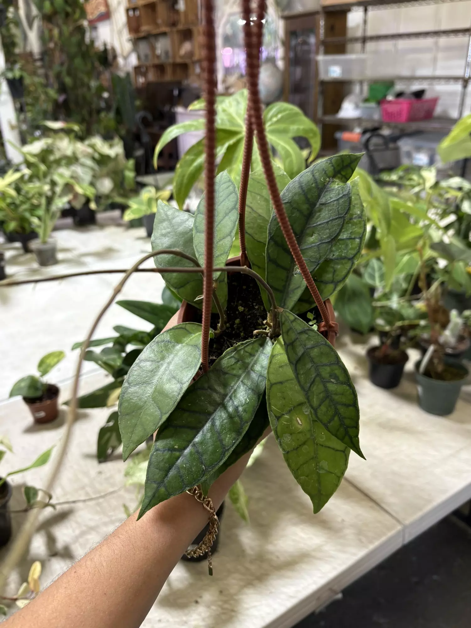 plant/Hoya callisthophylla 4”-0