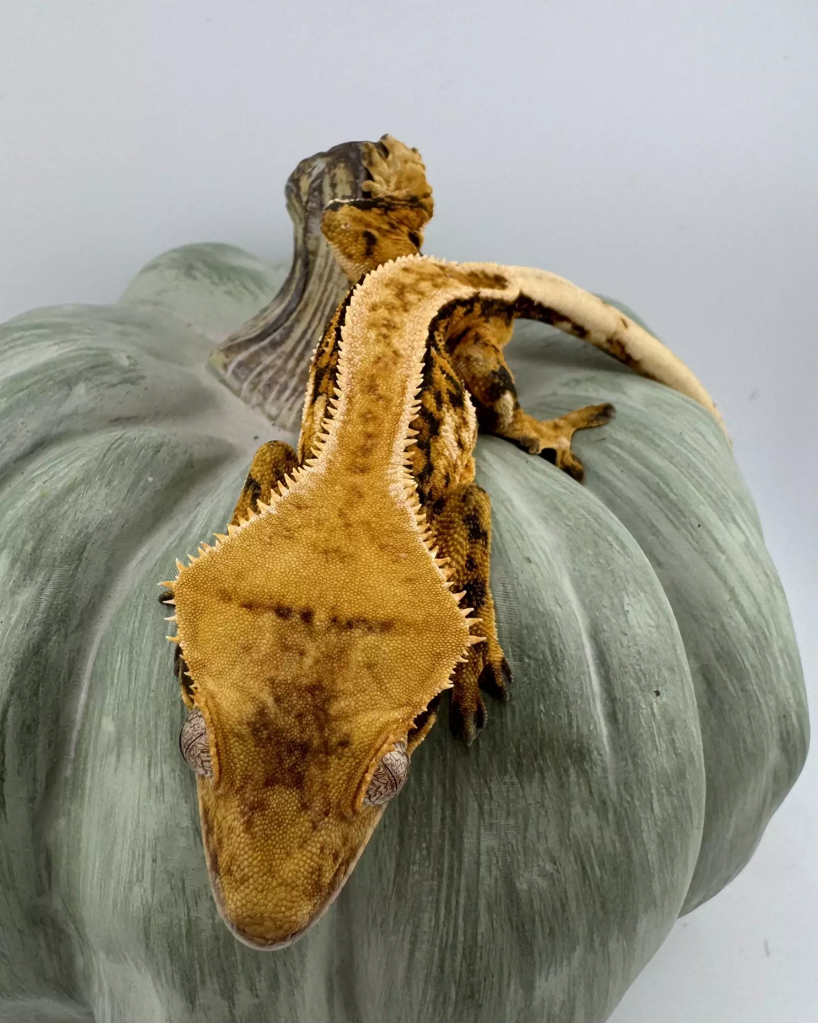 plant/Tangerine Pair-3