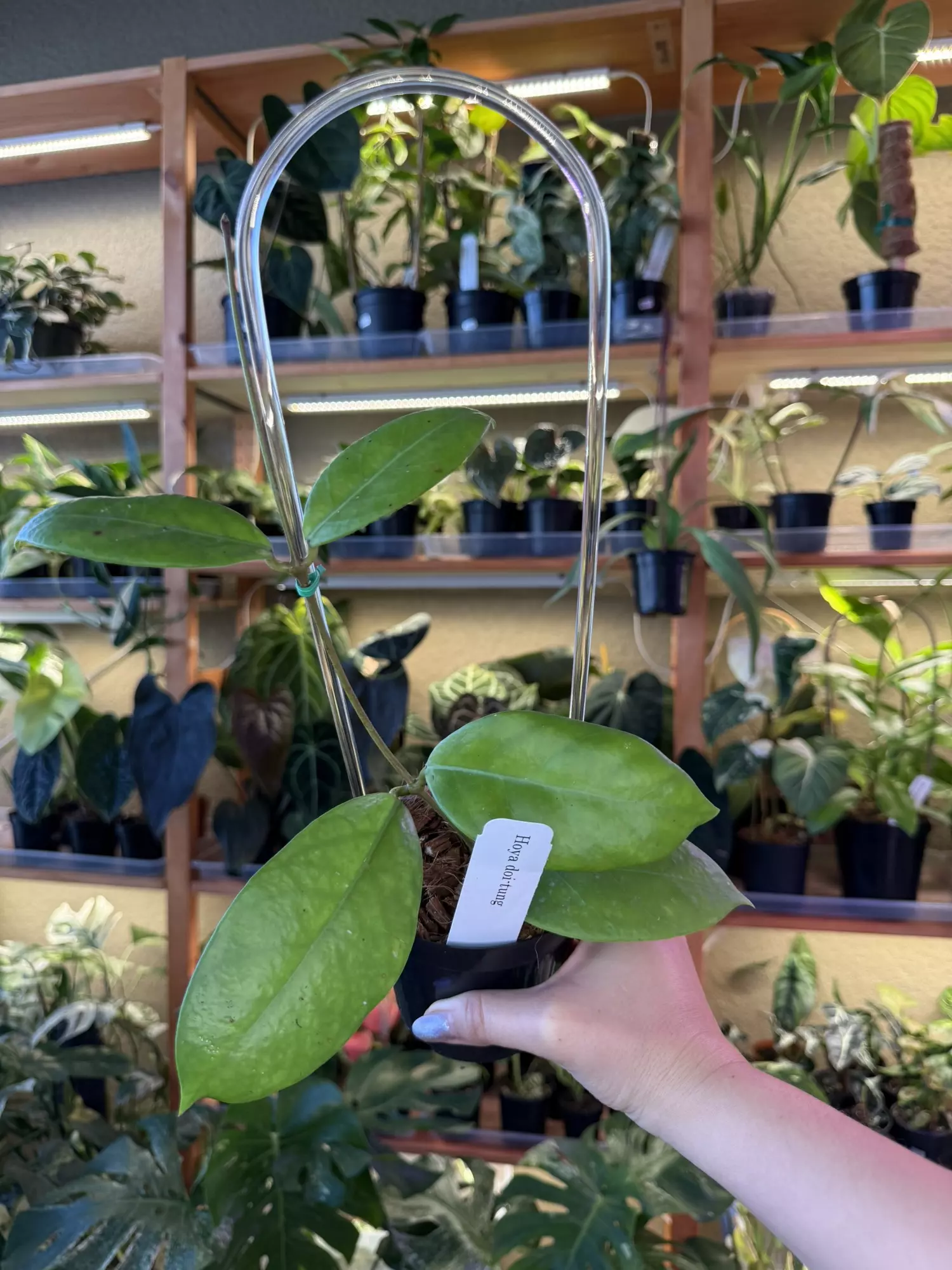 plant/Hoya doi tung-0