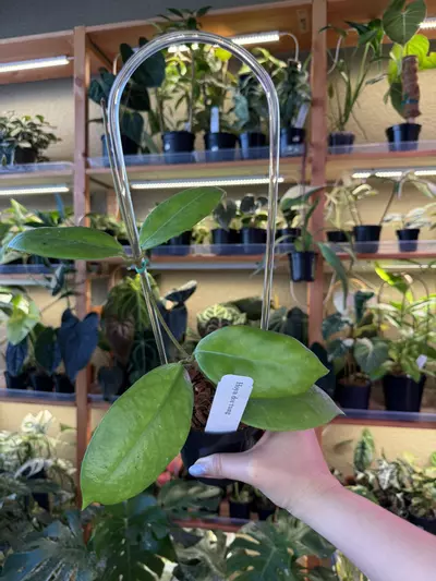 plant/Hoya doi tung-0-thumbnail