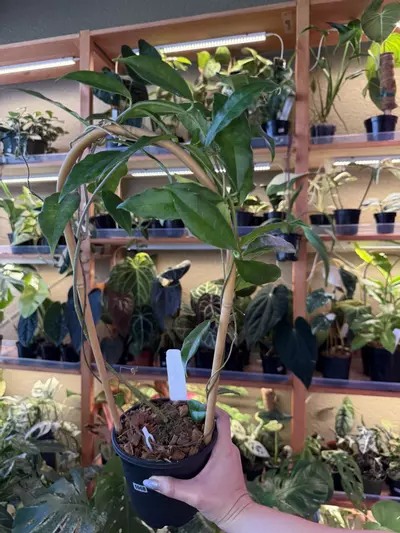 plant/Hoya wallichii trellis (peduncles)-0-thumbnail