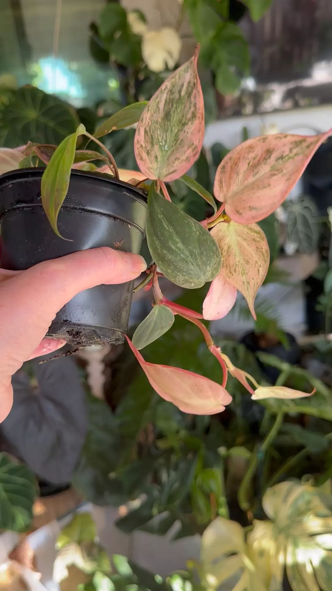 plant/Pink Mint Mican-1