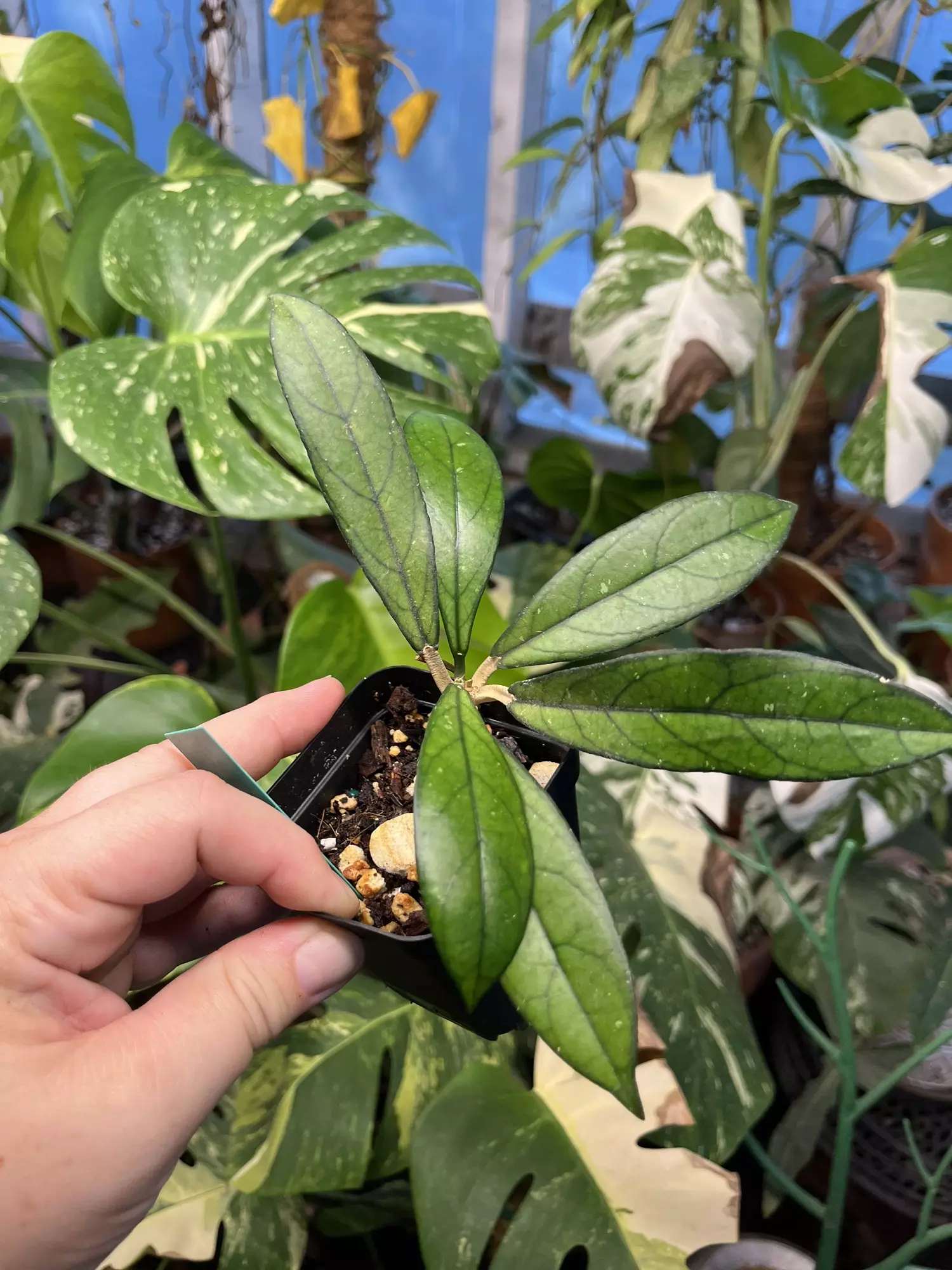 plant/Hoya Crassipetiola-0