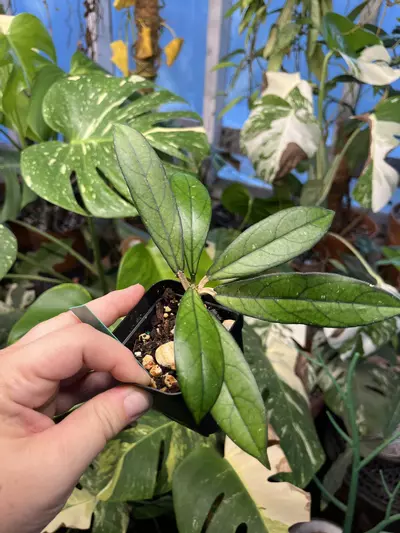 plant/Hoya Crassipetiola-0-thumbnail