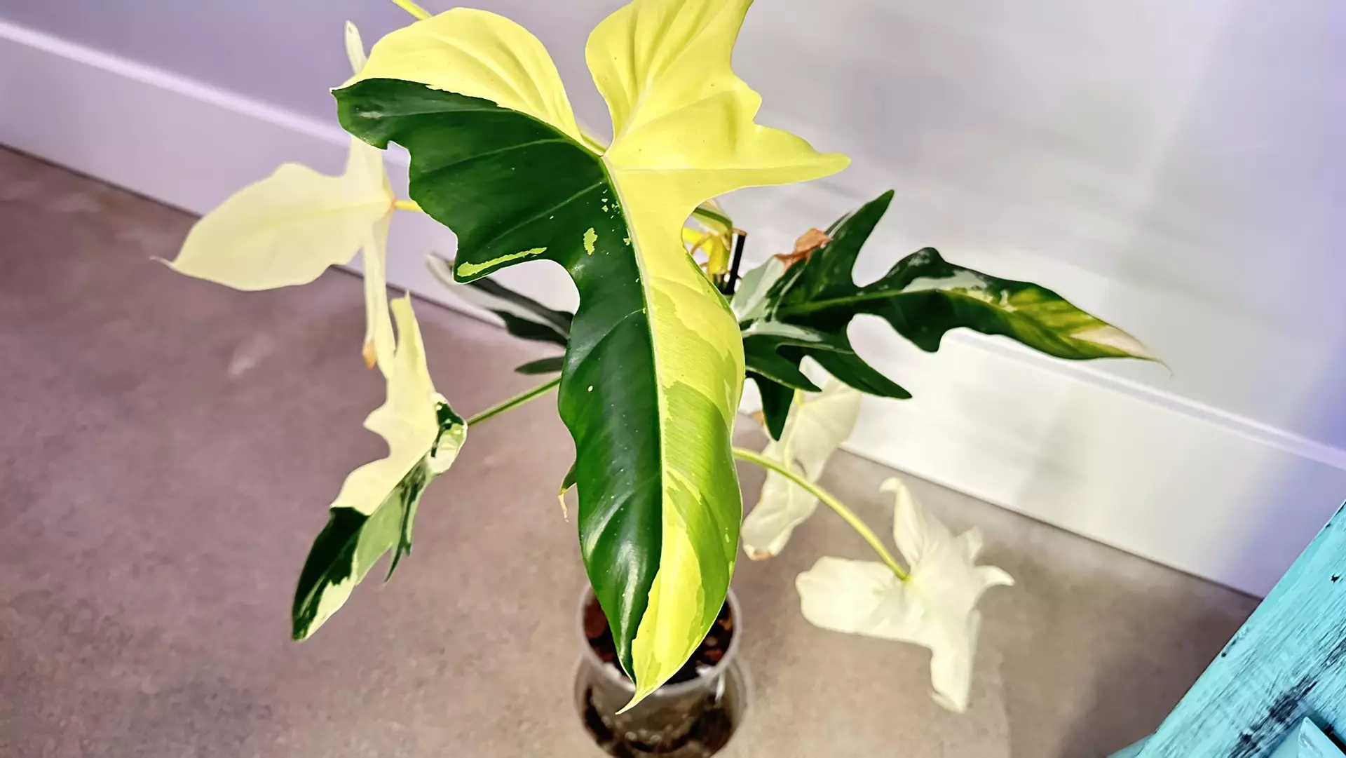 plant/Philodendron Golden Dragon Albo/Aurea-3