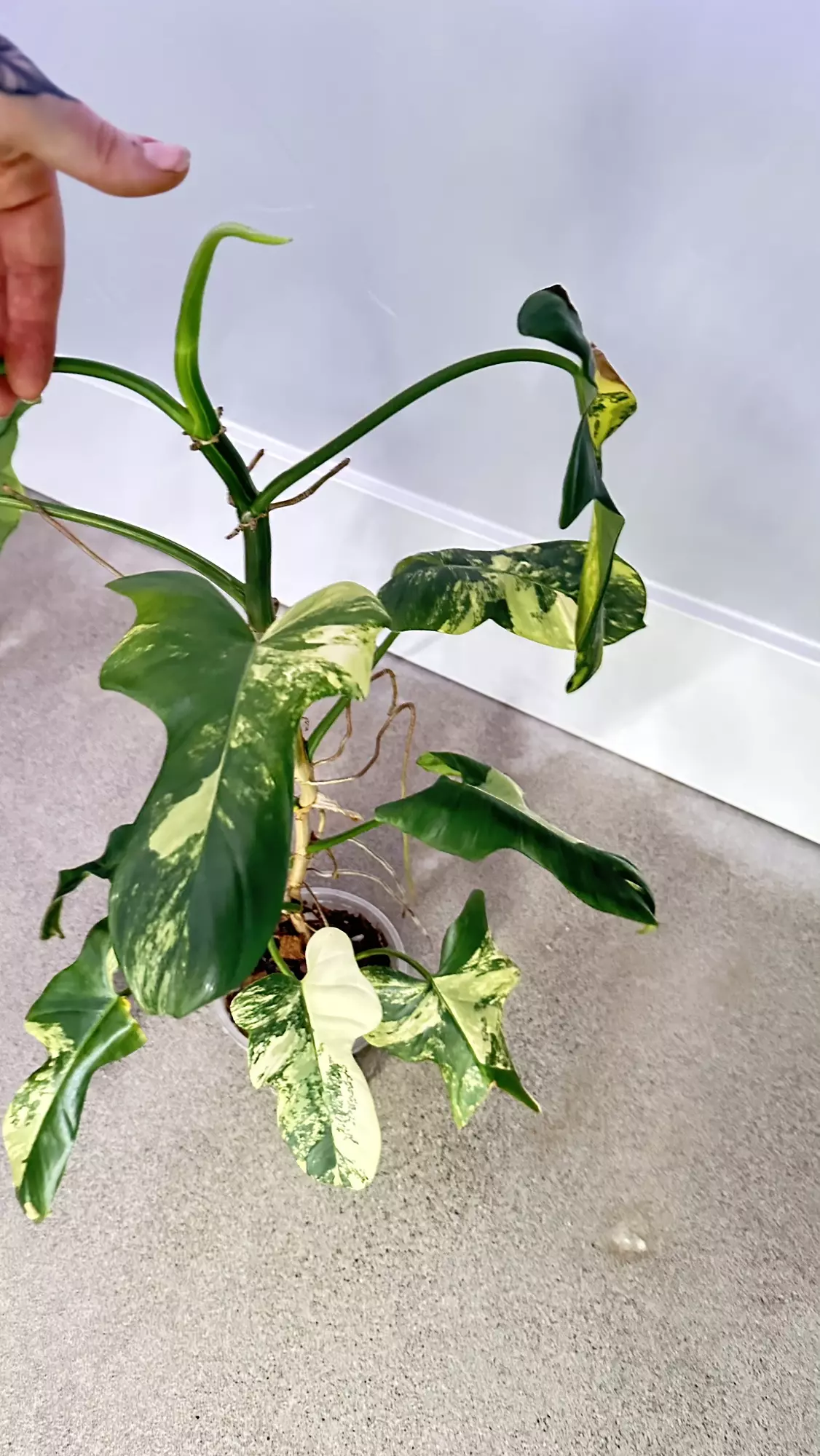 plant/Philodendron Bipennifolium “violin” variegated-1
