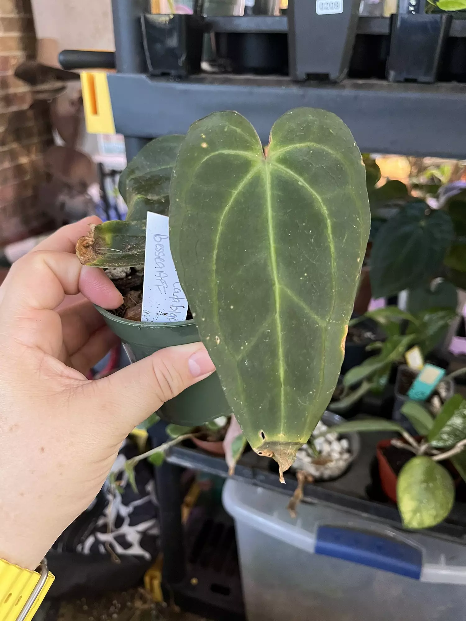 plant/Hoya Tezula Carlab x Bess Aff clone-0