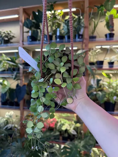 plant/Hoya Carmelae HB -0-thumbnail