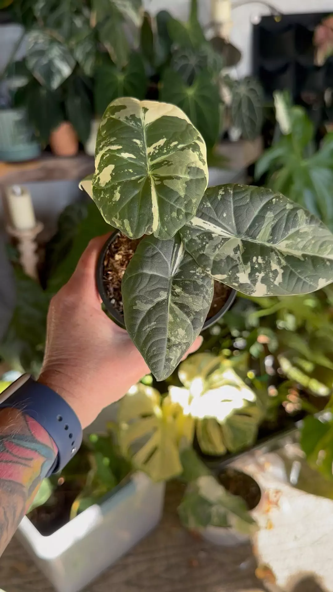 plant/Maharani Albo-1