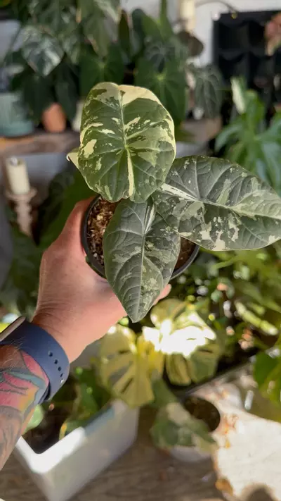 plant/Maharani Albo-1-thumbnail