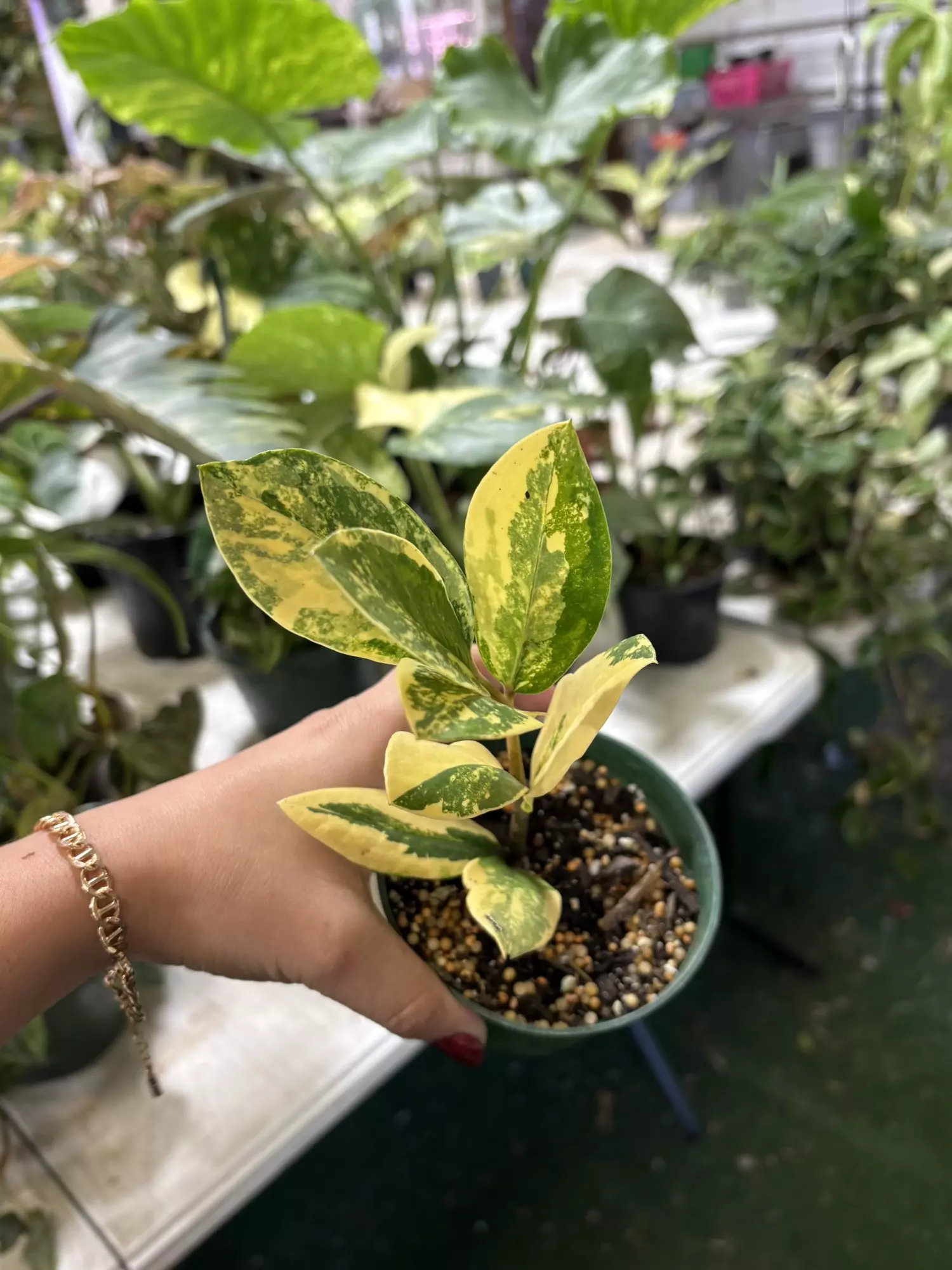 plant/Zzz plant variegated 4”-0