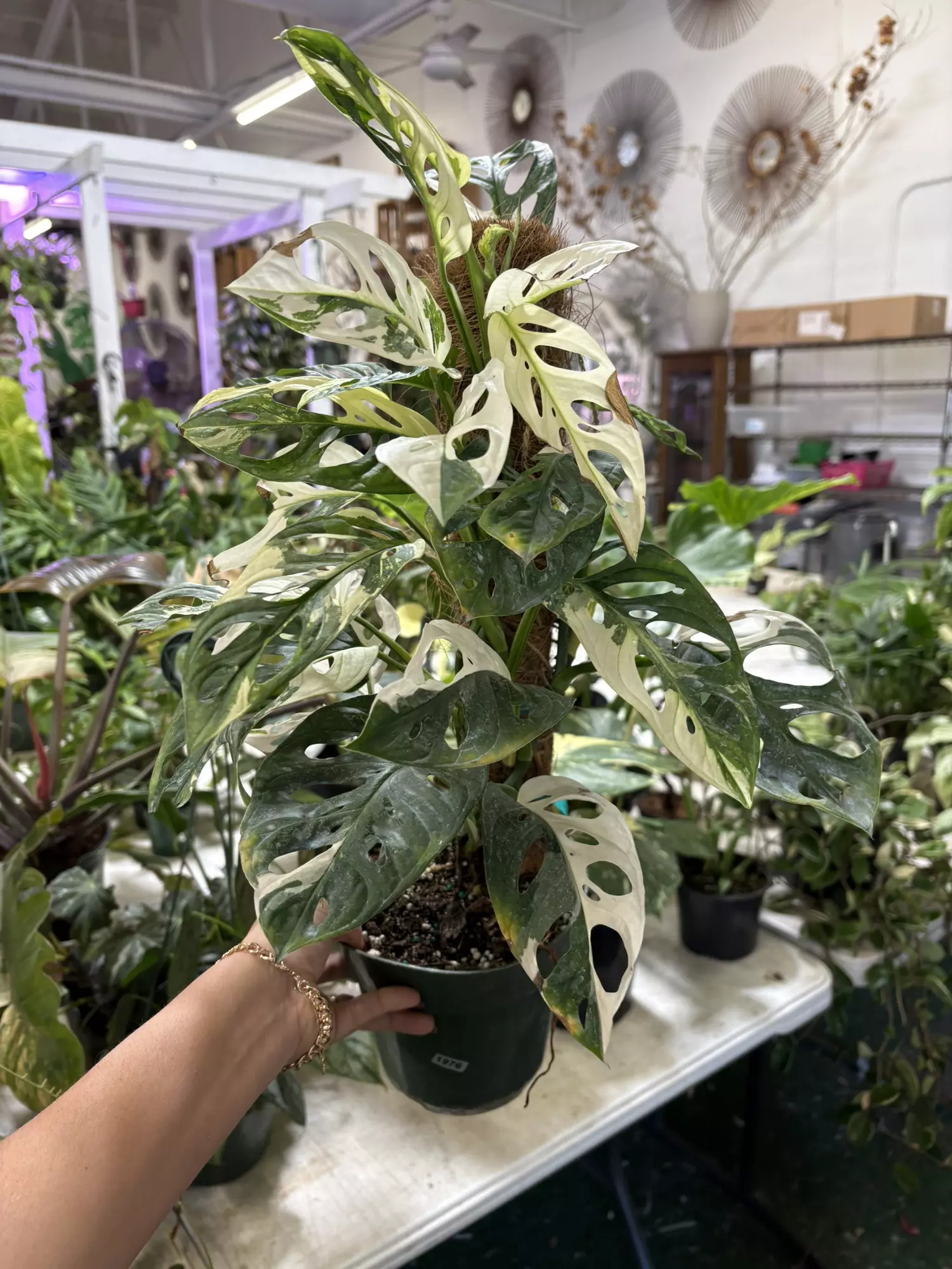 plant/Monstera adansoni Albo 6”-0