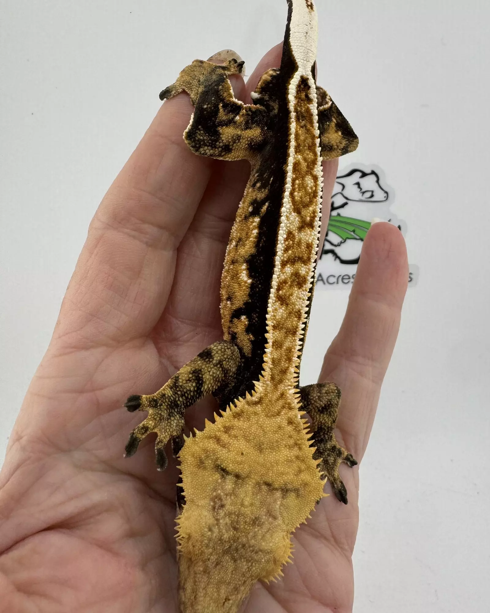 plant/AJD Frappuccino female & Mile High Tri color Male-1