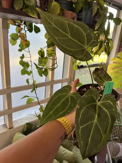 plant/Anthurium Tim’s Black x Griege Red Crystal clone-0-thumbnail