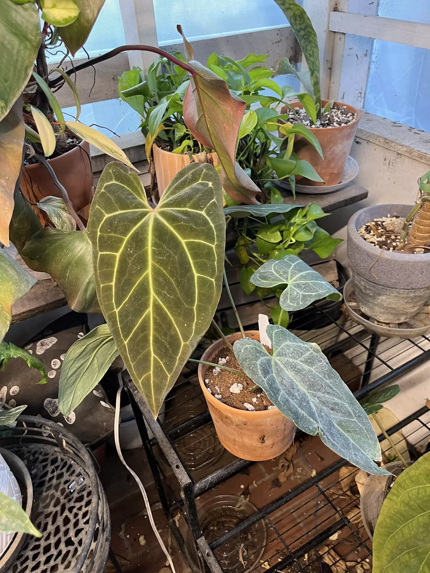 plant/Anthurium Tim’s Black x Griege Red Crystal clone-1