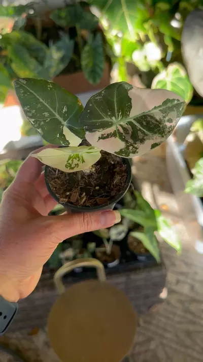 plant/Pink Black Velvet-1-thumbnail