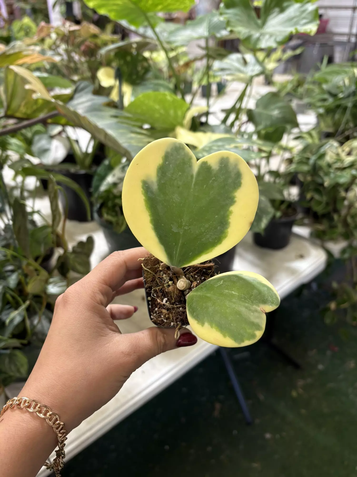 plant/Hoya Kerri variegated 3”-0