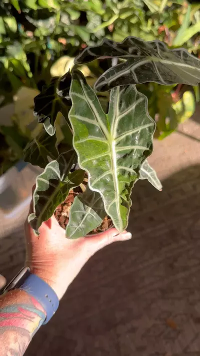 plant/Amazonica Aurea Splash-1-thumbnail