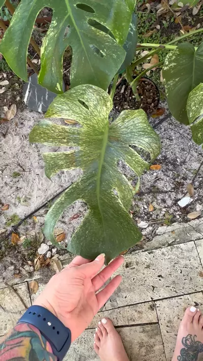 plant/Large form White Monster Monstera-1-thumbnail
