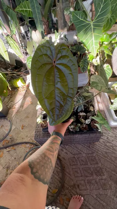 plant/Anthurium Red Dark Phoenix-0-thumbnail