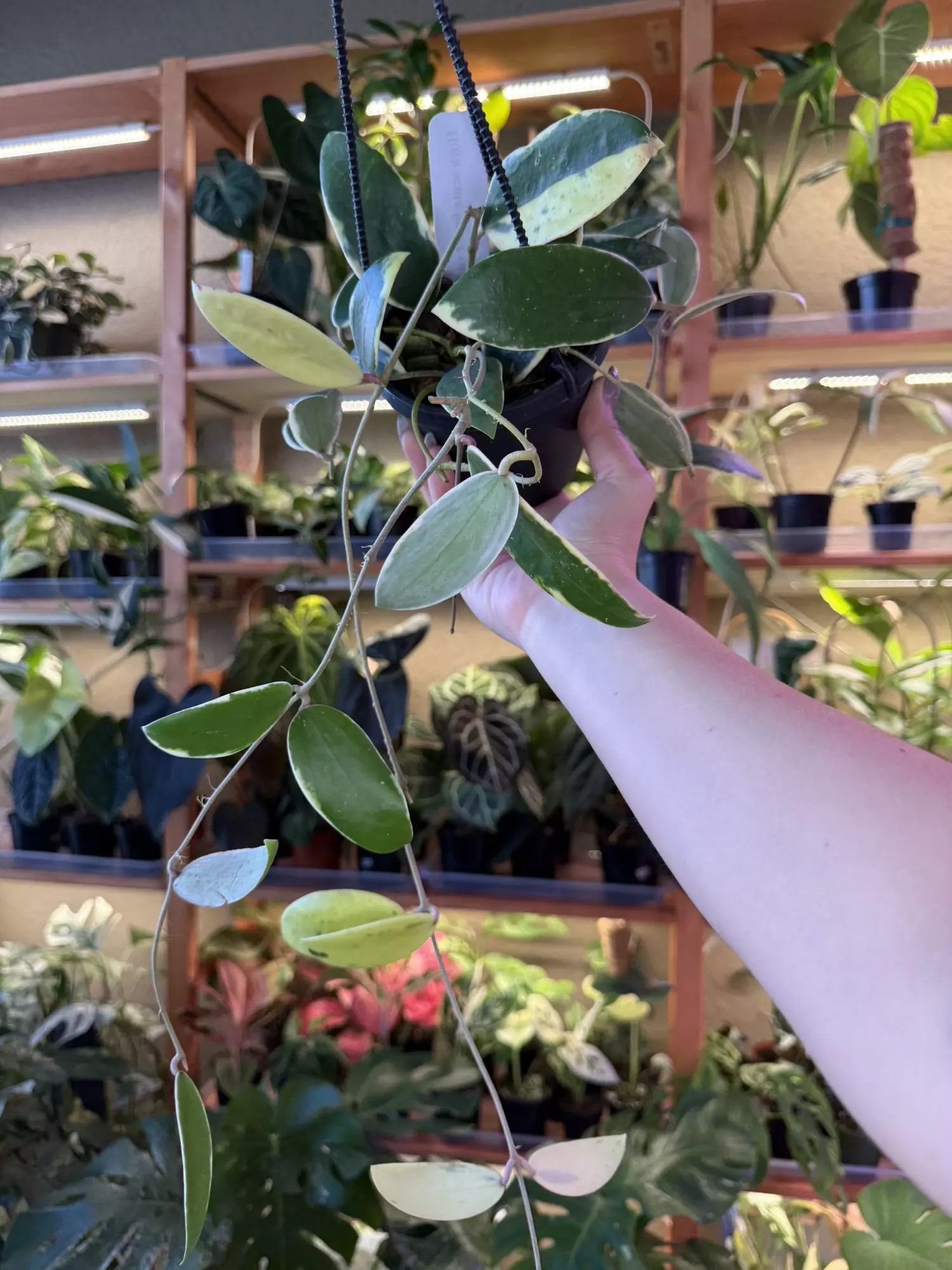 plant/Hoya acuta var HB -0