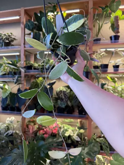 plant/Hoya acuta var HB -0-thumbnail