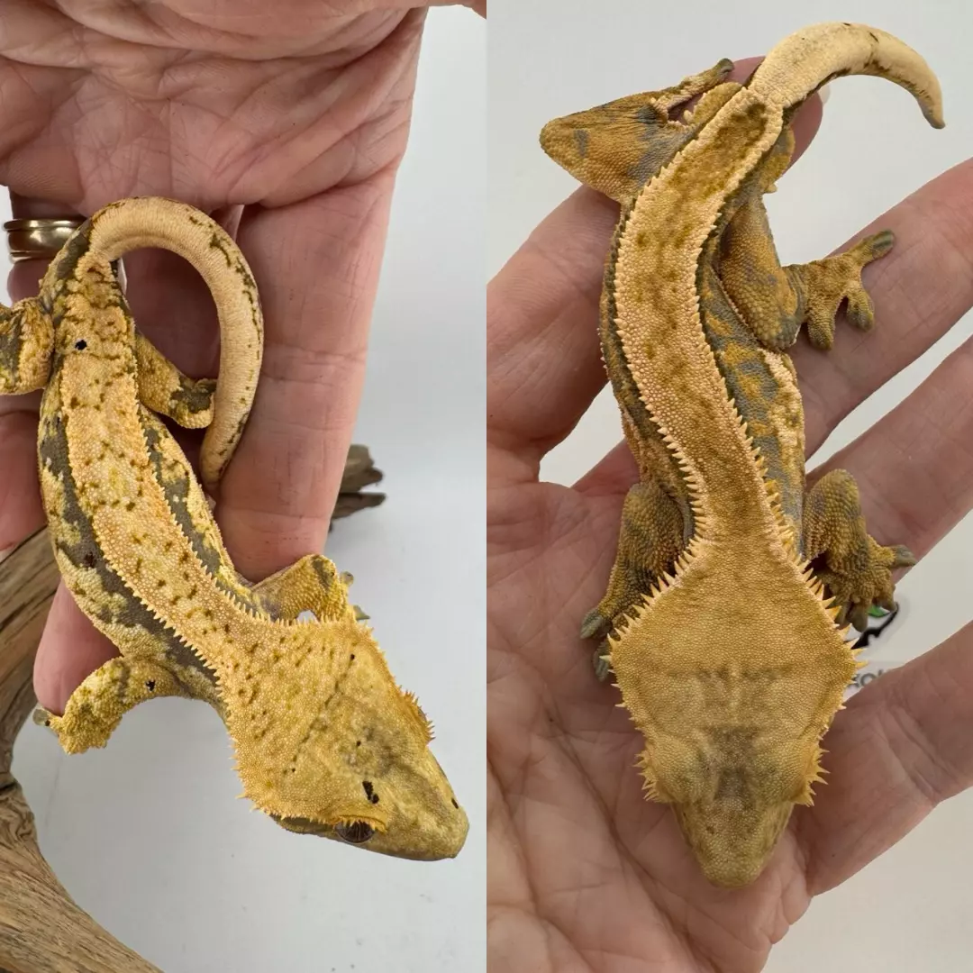 plant/Tangerine Pair-0