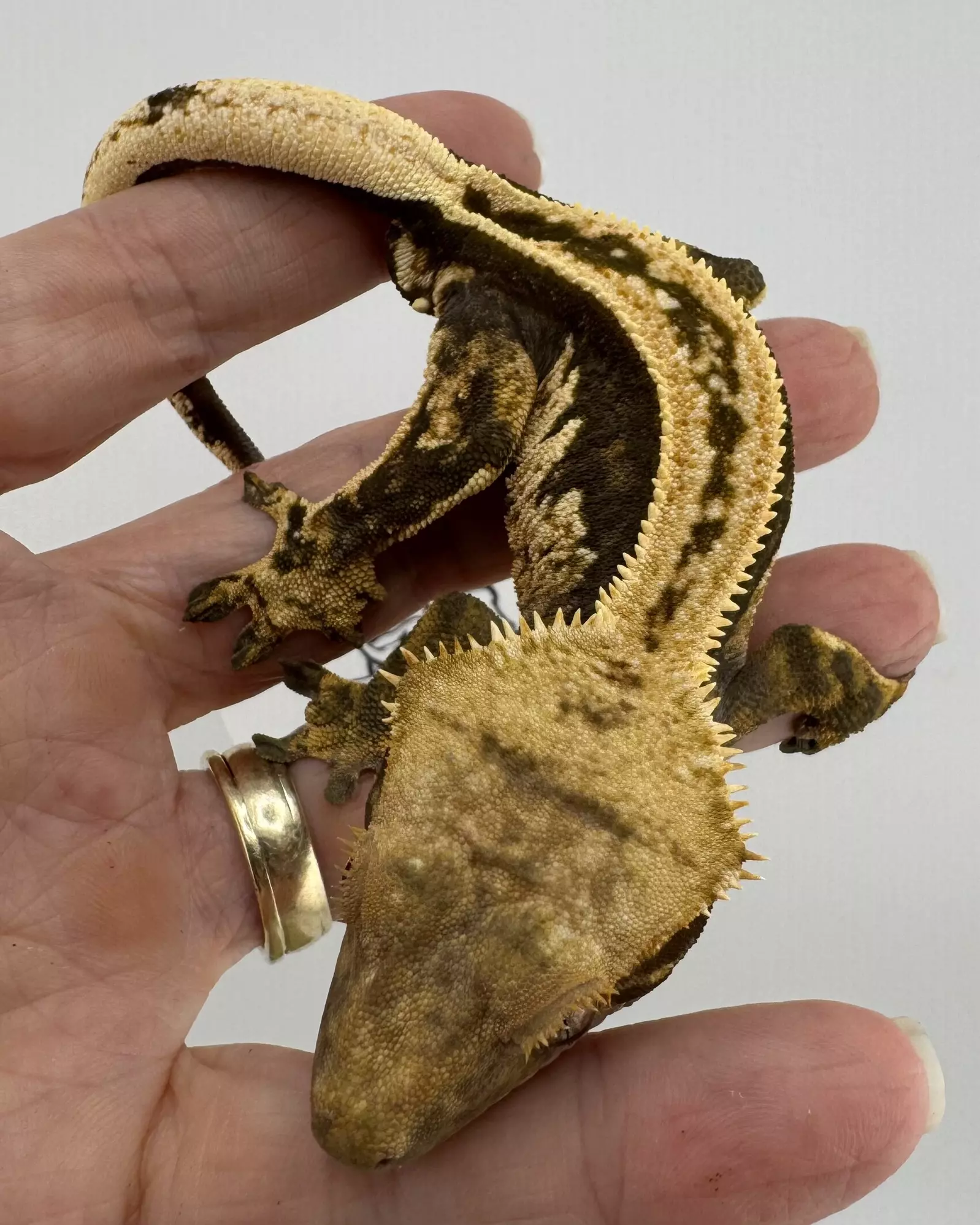 plant/Soft Scale Empty Back Pair-1