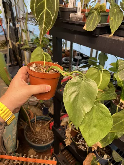 plant/Varigated Heartleaf-0-thumbnail