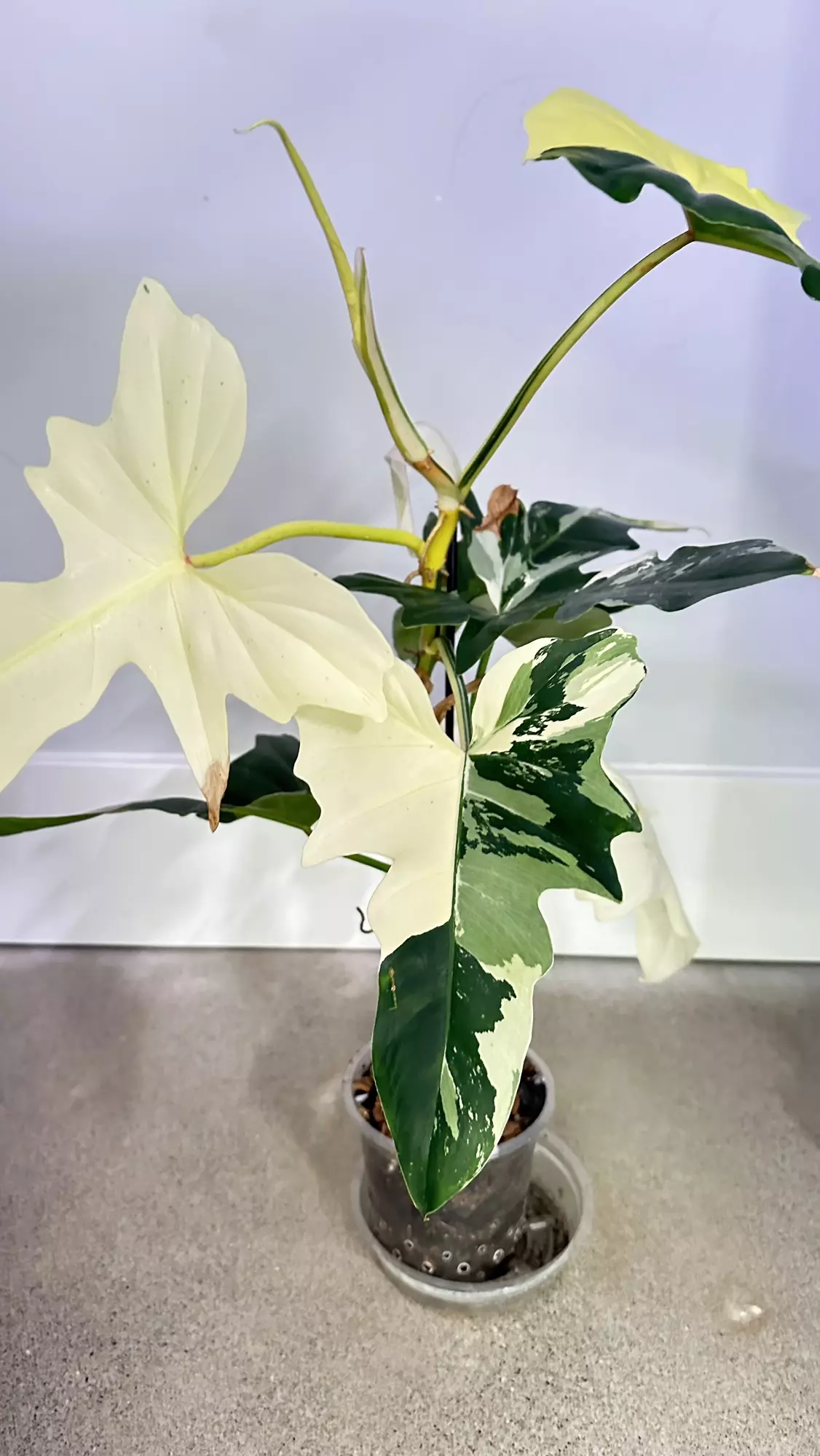 plant/Philodendron Golden Dragon Albo/Aurea-1