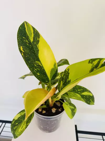 plant/Philodendron Green Congo ‘Copper Flame’ (4inch)-3-thumbnail