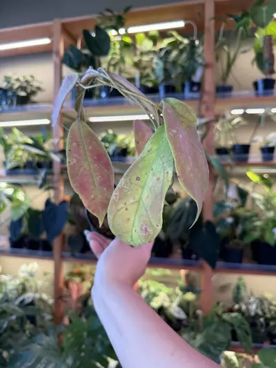 plant/Hoya peninsularis ( perak teddy bear )-0-thumbnail